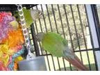 Adopt Quincy and Juliette a Conure