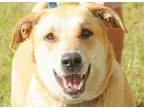 Adopt LOLA a TanYellowFawn Labrador Retriever  Mixed dog in Fern