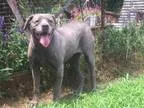 Adopt Lacey a Pug Beagle