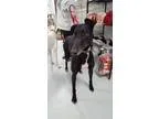 Adopt Banyan a Greyhound
