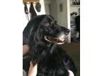Adopt Sadie a Border Collie Australian Shepherd