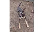 Adopt Ember a Hound Rottweiler