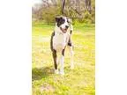 Adopt Dana a Black - with White Great Dane  Mixed dog in Wagoner