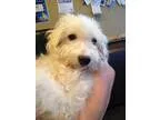 Adopt LAMBORGHINI a Standard Poodle