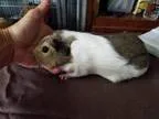 Adopt Wendy a Guinea Pig