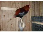 Adopt Gershwin a Chicken