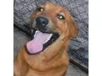 Adopt Happy a Labrador Retriever
