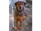 Adopt Clifford a Rottweiler