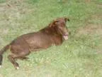 Adopt Rufus a Labrador Retriever
