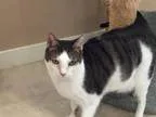 Adopt Fergie a White (Mostly) Domestic Shorthair  Mixed (short c