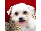 Adopt Tamika Ranger a Shih Tzu