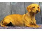 Adopt Karli a Dachshund
