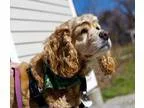 Adopt Dobby a BrownChocolate Miniature Pinscher  Mixed dog in Ir