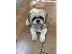 Adopt Happy Harley a TanYellowFawn Shih Tzu  Mixed dog in Oklaho