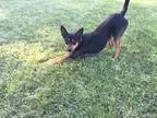 Adopt Bailey a Tricolor (TanBrown and Black and White) Australia