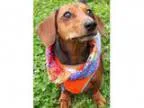 Adopt Skippy a Dachshund