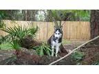 Adopt Giget a Siberian Husky