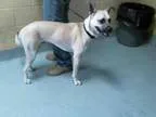 Adopt TRENT a German Shepherd Dog  Great Dane  Mixed dog in Tuls