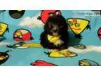 Cava-poo puppy