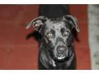 Adopt Martha a Beagle Labrador Retriever