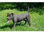 Adopt Emerson a Black Pit Bull Terrier  Mixed dog in East Randol