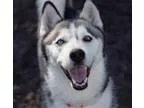 Adopt Kaya a Siberian Husky