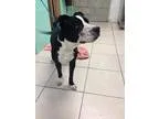 Adopt Truman a Labrador Retriever  Border Collie  Mixed dog in L