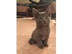 Adopt Chickpea a Gray or Blue Russian Blue (short coat) cat in N