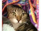 Adopt Tinkle a Brown Tabby Domestic Shorthair  Mixed cat in Hilt