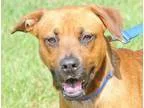Adopt GRANGER a RedGoldenOrangeCh estnut - with Black Black Mout