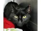 Adopt Catalina a Black (Mostly) Domestic Shorthair  Mixed cat in