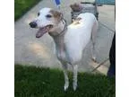 Adopt Juliet a Greyhound
