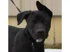 Adopt Cory a Labrador Retriever American Staffordshire Terrier
