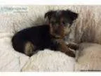 Lost puppy