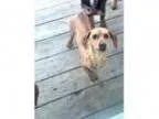 Adopt Rudy a Dachshund