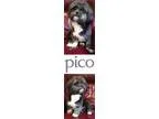 Adopt PICO a Black - with White Shih Tzu  Mixed dog in Plano TX 