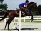 Beautiful JC Reg. Thoroughbred Mare