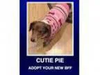 Adopt Brielle a Dachshund