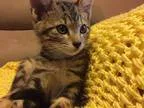 Adopt Alfalfa a Brown Tabby Domestic Shorthair (short coat) cat 