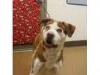 Adopt Sebastian a White Husky Rottweiler dog in Apple Va