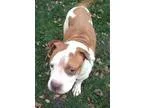 Adopt Tallulah a Great Pyrenees