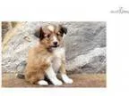 Spring - Sheltie Female