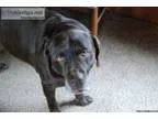 Adopt Lego a Cattle Dog