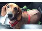 Adopt Joey a Dachshund