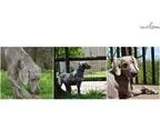 House-trained Female Weimaraner