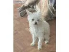 Lost White Chihuahua