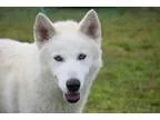 Adopt Spartagus a Siberian Husky Samoyed