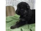 AKC Alyssa
