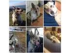 Puppies come from champion bloodlines