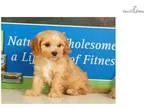 Harley - Cavapoo puppy
